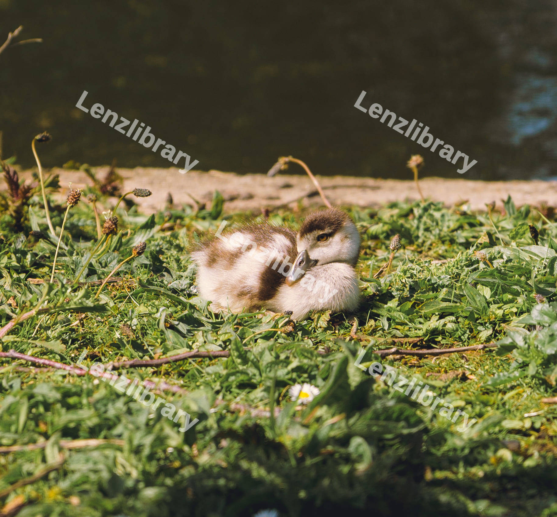 Baby Egyptian Goose